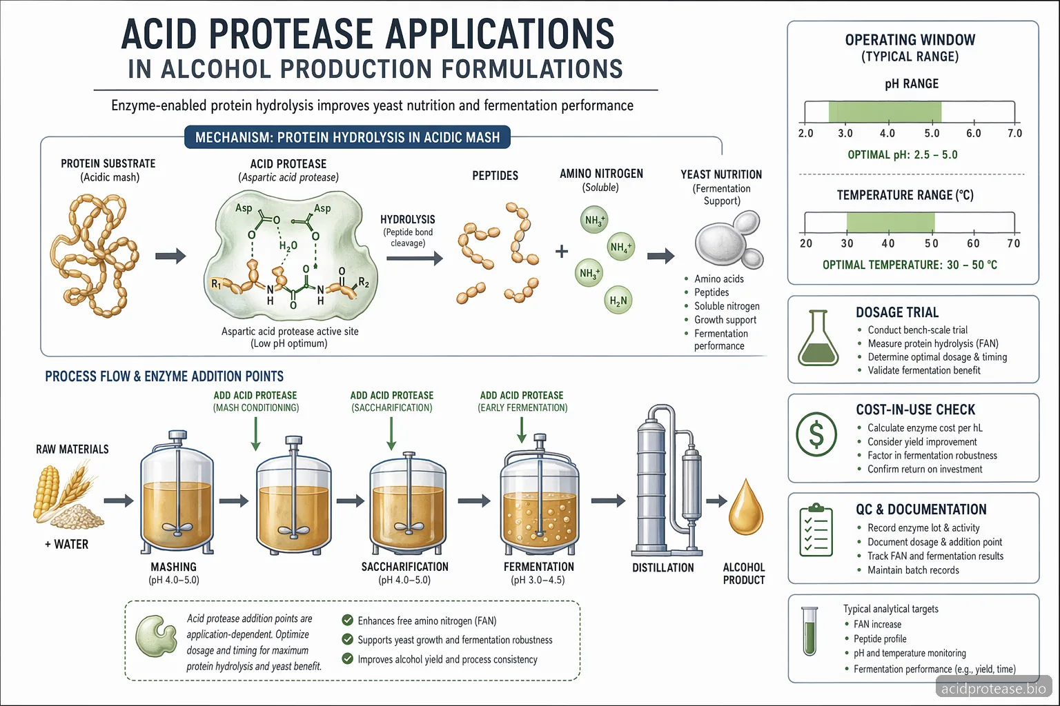Acid Protease Applications: How to Use Acid Protease in Alcohol Production Formulations — process diagram