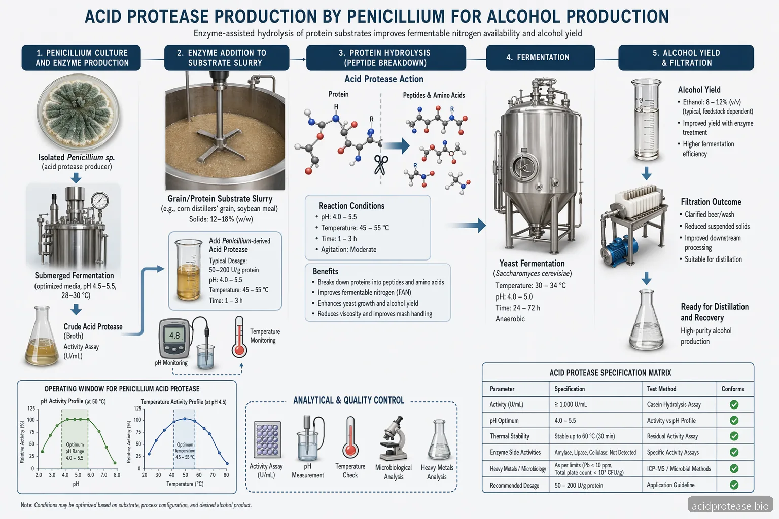 Acid Protease Production By Isolated Species Of Penicillium: Specification Checklist for Alcohol Production — process diagram