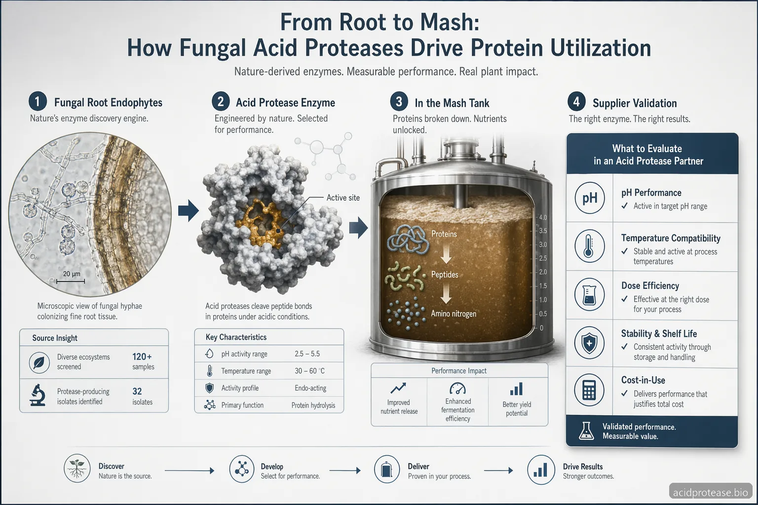 Acid Protease Production In Fungal Root Endophytes: Supplier Guide for Alcohol Production — at-a-glance summary