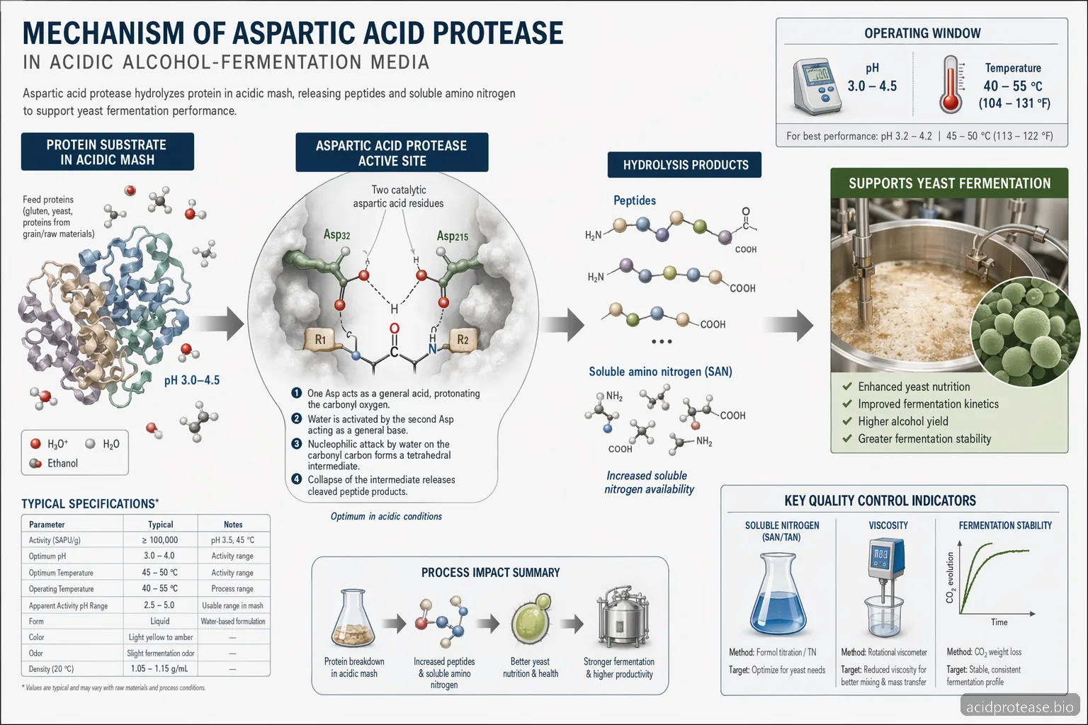 Acid Protease for Alcohol Production — process diagram