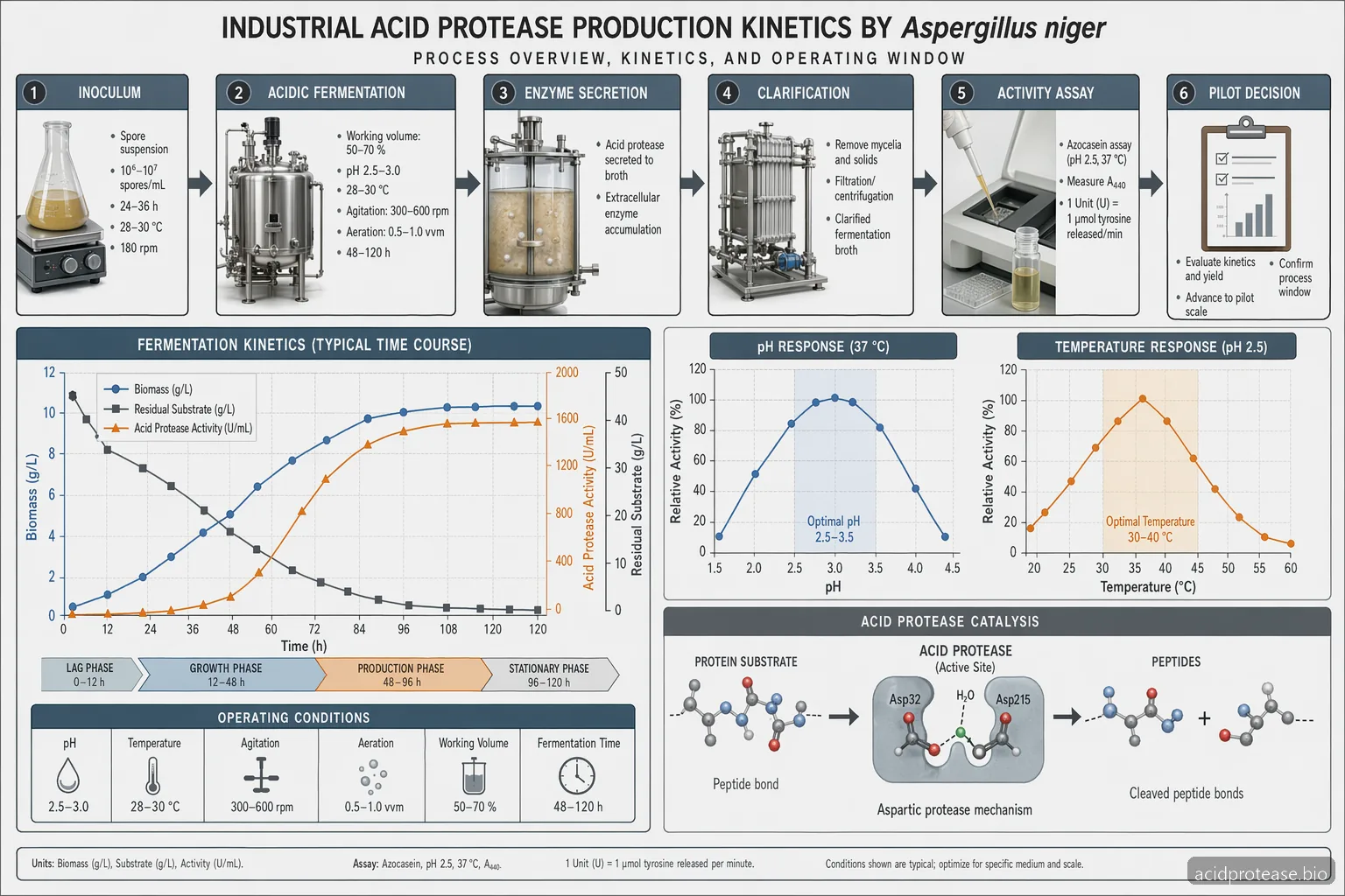 Process Kinetics of Acid Protease Production by Aspergillus niger — process diagram