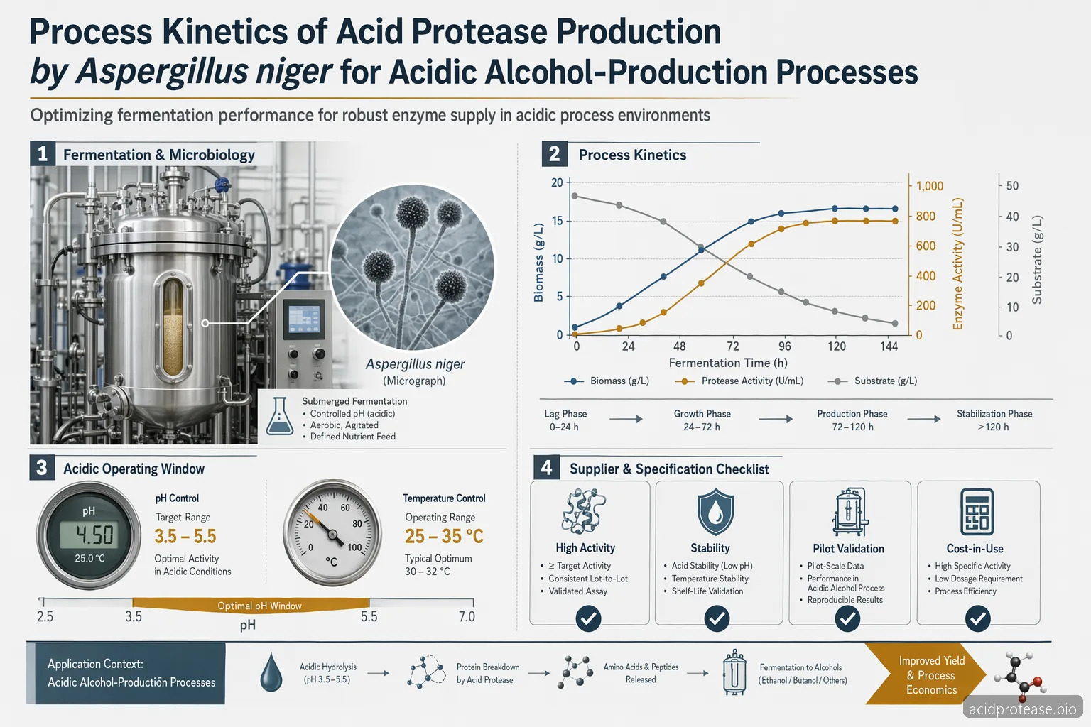 Process Kinetics of Acid Protease Production by Aspergillus niger — at-a-glance summary